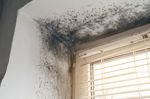 Affordable Mold Remediation solutions in North Merrick, NY